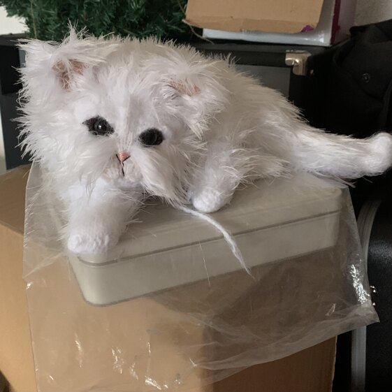 Persian Cat