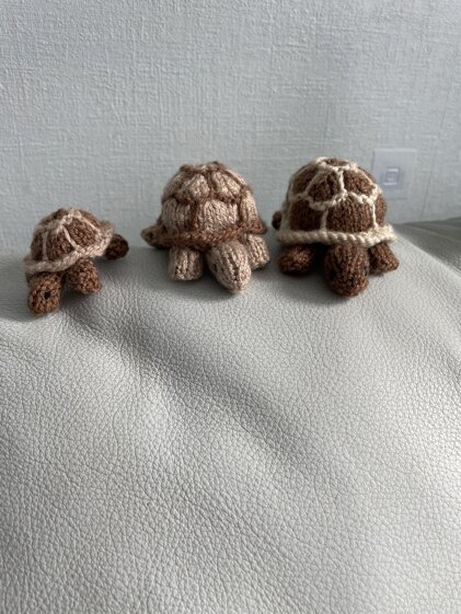 Tortoises for School