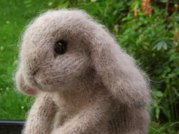 Seriously fluffy Holland lop