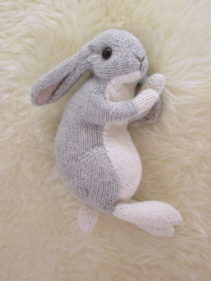 Holland lop