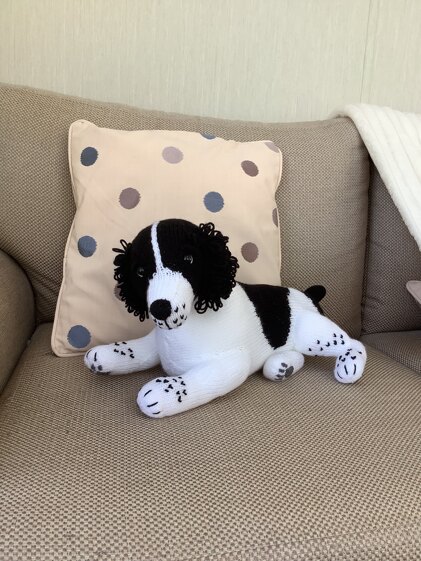 Spaniel Puppy