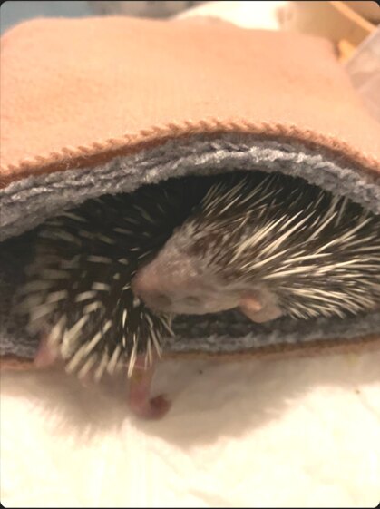 Snuggle pockets for newborn hedgehogs