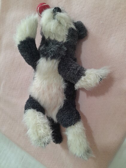 Schnauzer Puppy