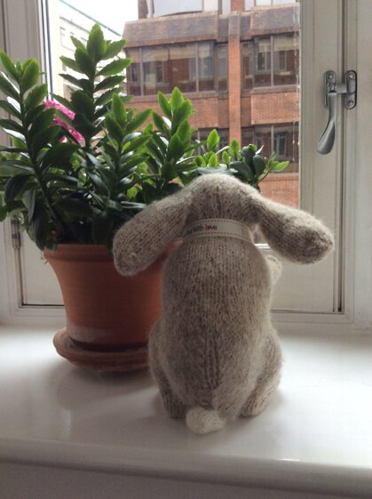 Holland Lop Rabbit