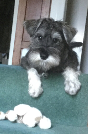 Bosco - my 6 yr old miniature schnauzer .  He loves playing with the wool.