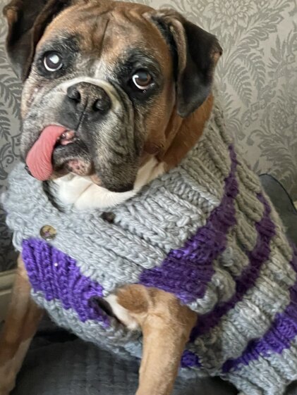 Boxer dog jumper home made