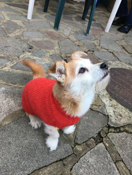 Dog’s coat