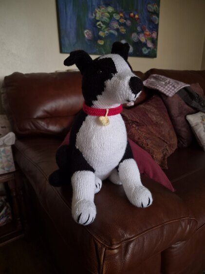 Shep the Border Collie