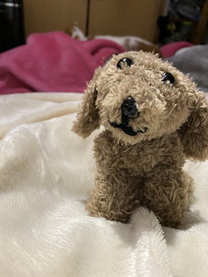 mistys dog