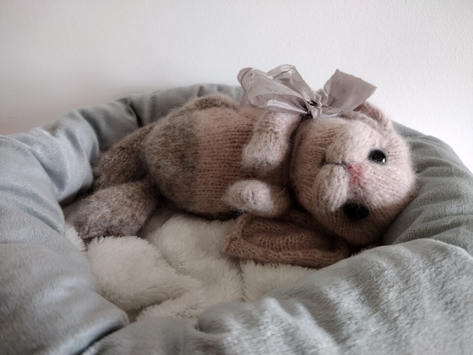 Holland Lop