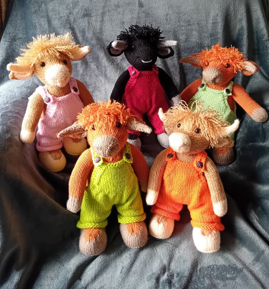 Highland cow gathering
