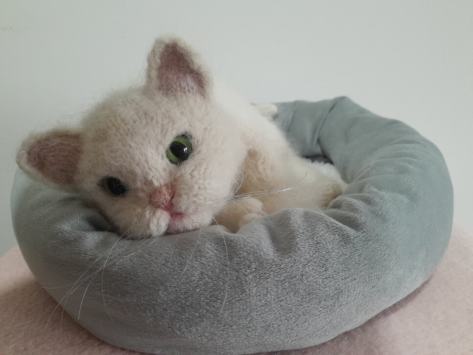 Kitten