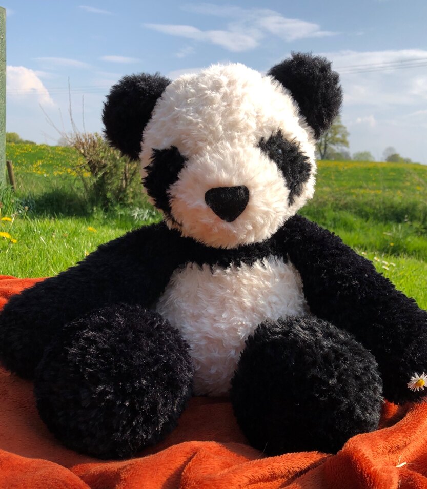 Panda bear