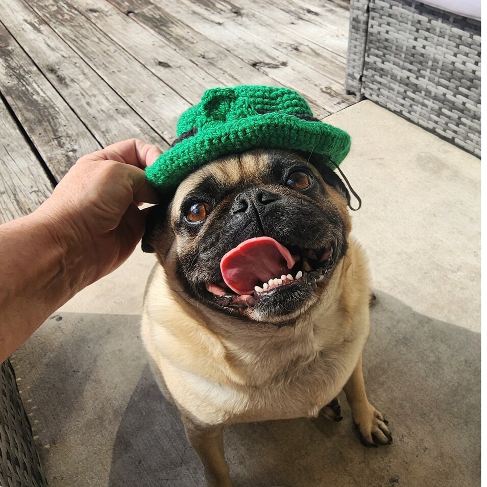 Leprechaun dog hat