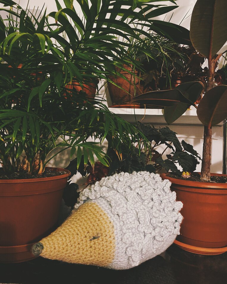 Hedgehog in the jungle